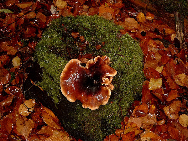 Schwarzroter Stielporling