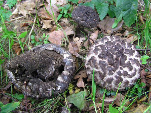 Strubbelkopf-Röhrling