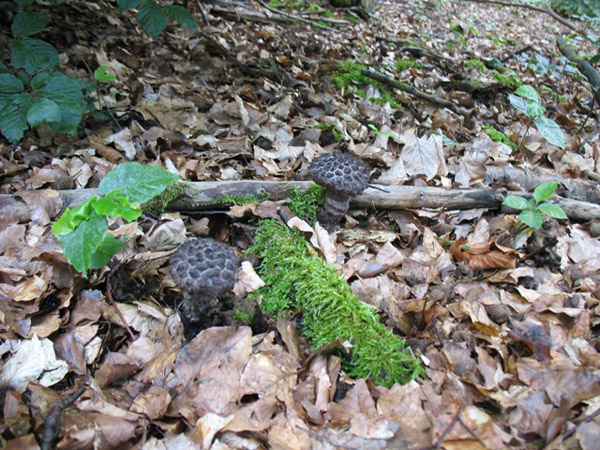 Strubbelkopf-Röhrling