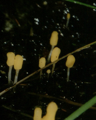 Sumpfhaubenpilz
