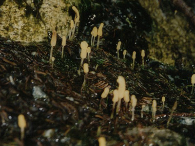 Sumpfhaubenpilz