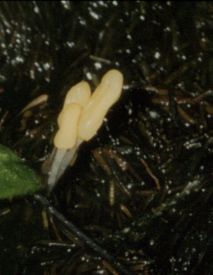 Sumpfhaubenpilz