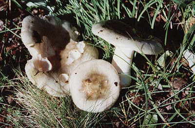 Grasgrüner Birkentäubling