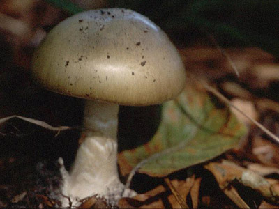 Grüner Knollenblätterpilz