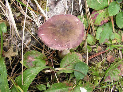Stachelbeer Tubling