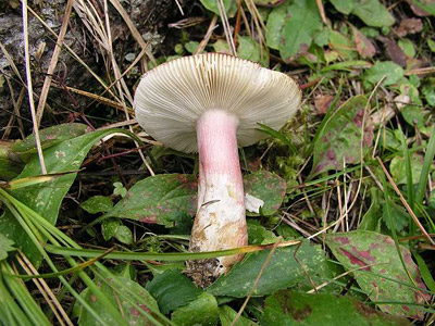 Stachelbeer Tubling