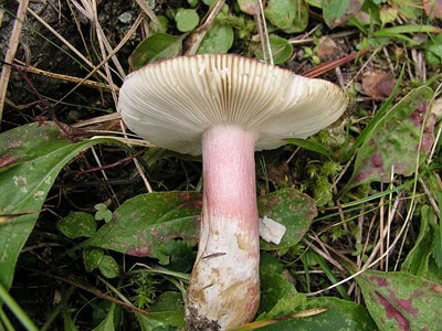 Stachelbeer Tubling