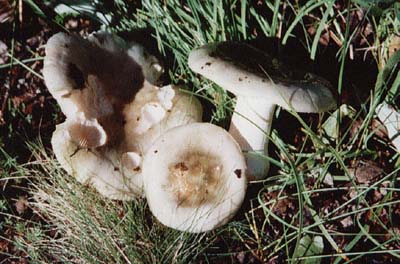 Grasgrner Tubling
