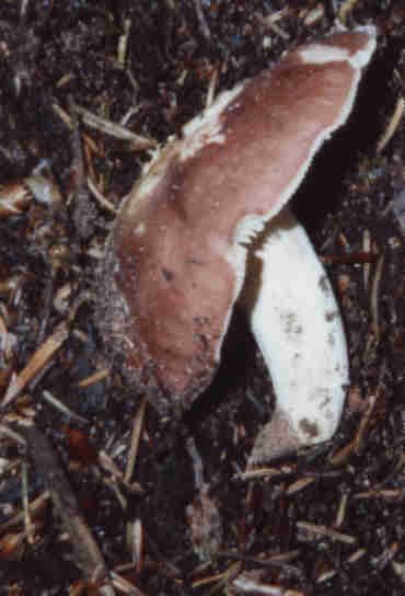 Speisetubling