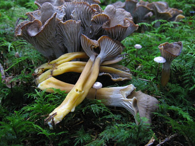 Trompetenpfifferling