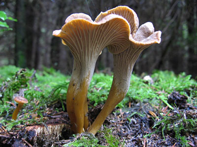 Trompetenpfifferling