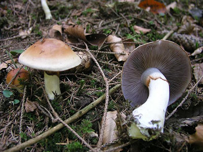 Cortinarius varius
