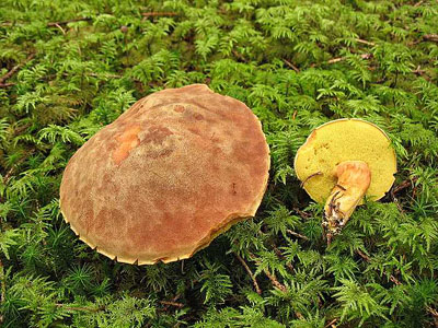 Ziegenlippe