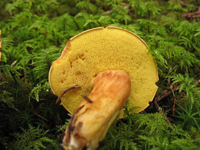 Ziegenlippe