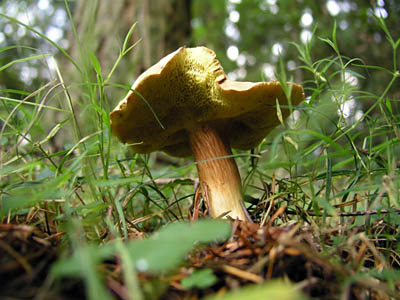 Ziegenlippe