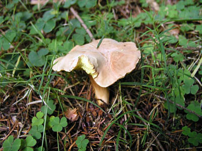 Ziegenlippe