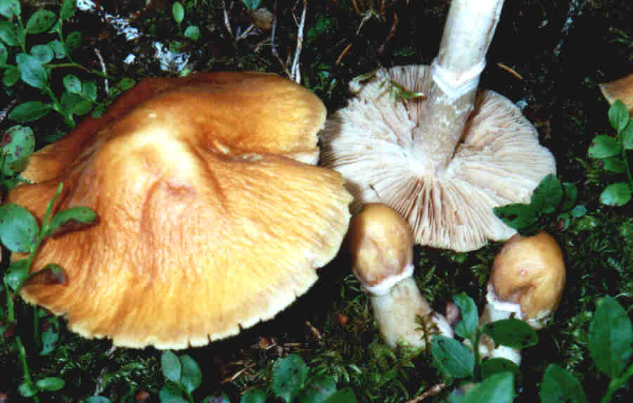 Zigeuner oder Reifpilz