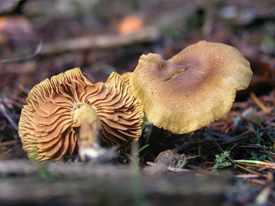 Zimthautkopf